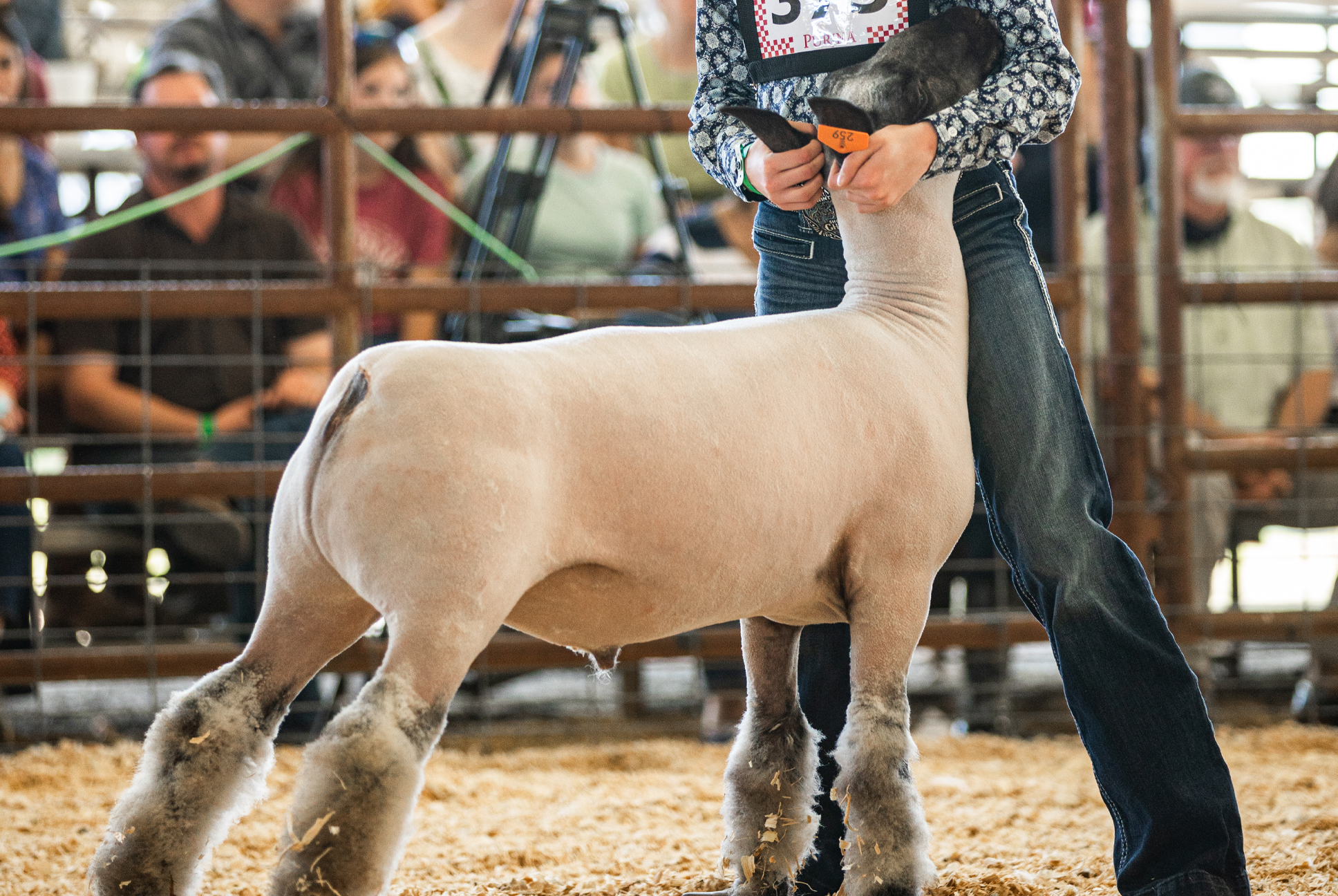 MARKET LAMB SHOW Montgomery County Fair Association