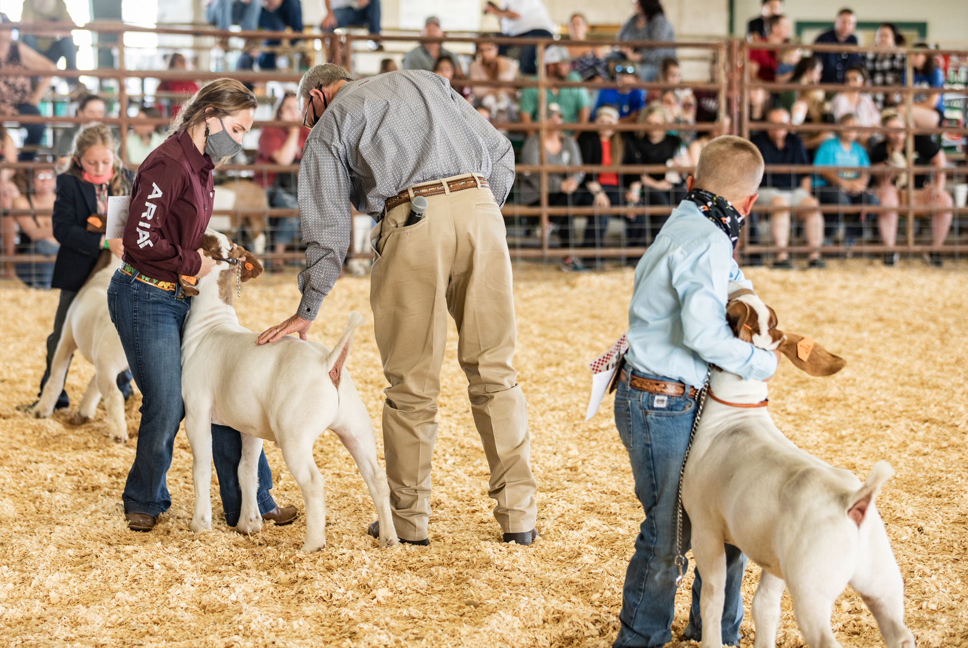 Union County Open Sheep and Market Goat Show - Chasing Banners and Buckles