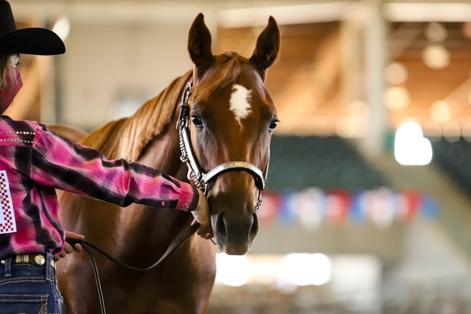 FILLY & GELDING SHOW