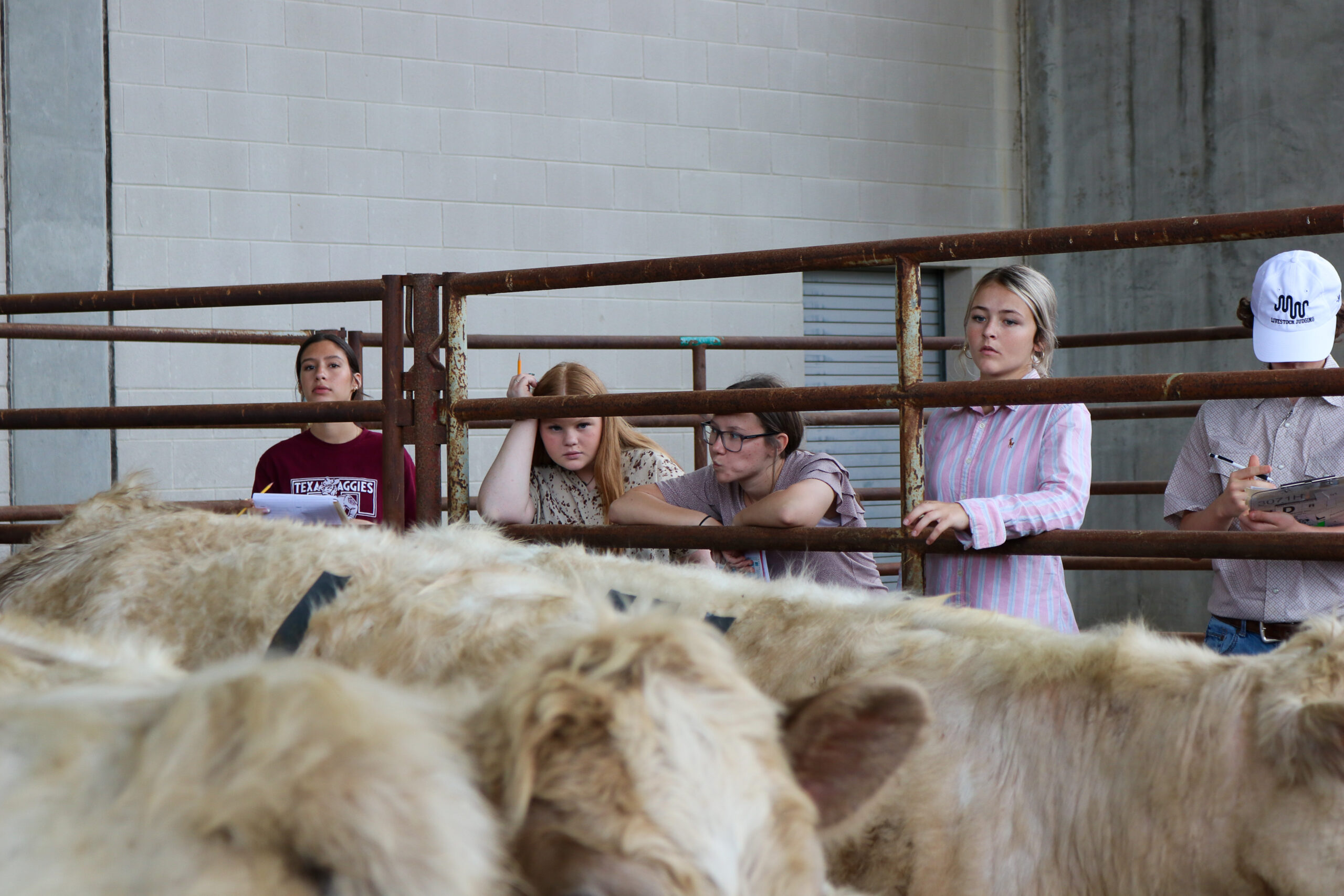 LIVESTOCK JUDGING CONTEST