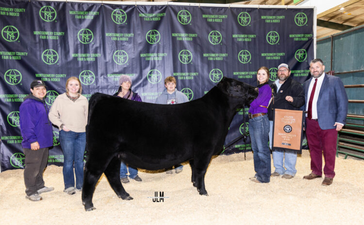  More Than a Title: Lessons from the Show Ring