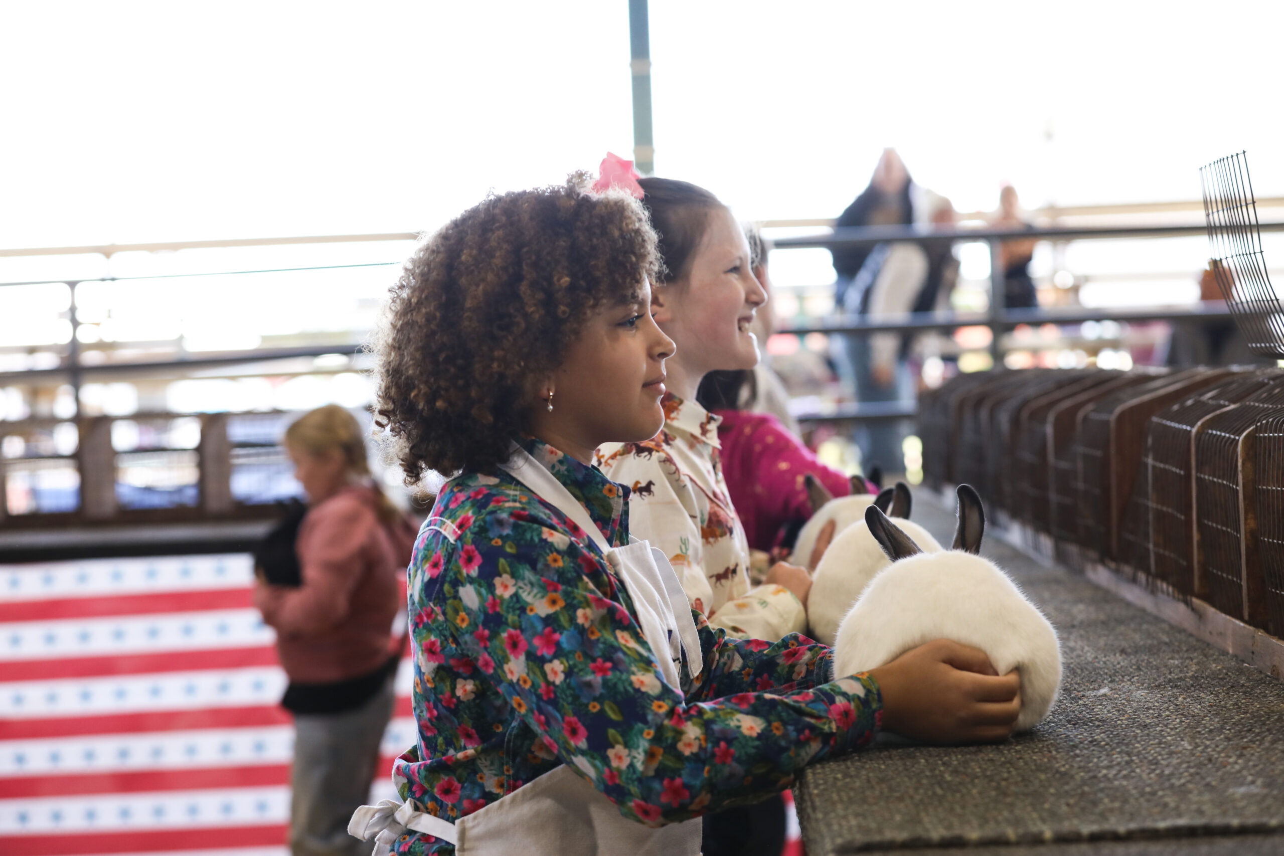 BREEDING BUCK RABBIT 