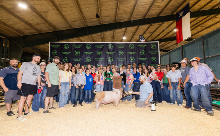  Grand and Reserve Market Barrow Champions named at the 2026 Montgomery County Fair and Rodeo