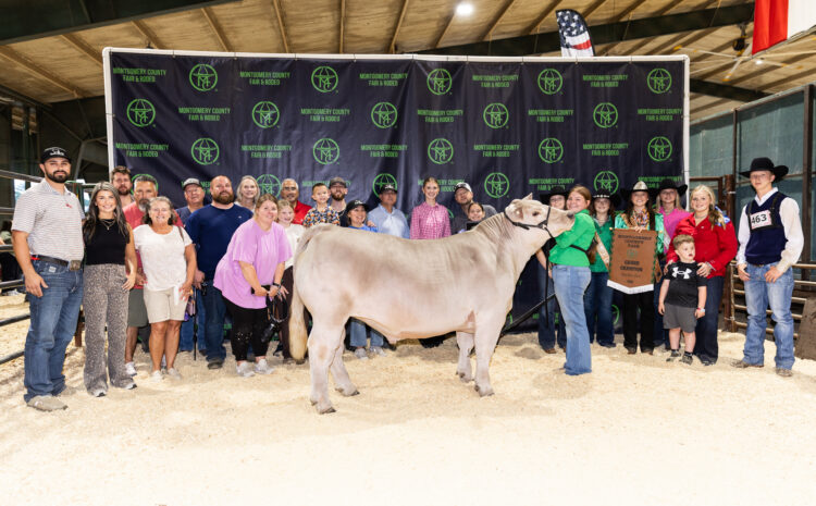  Market Steer Champions Named at 2026 Montgomery County Fair